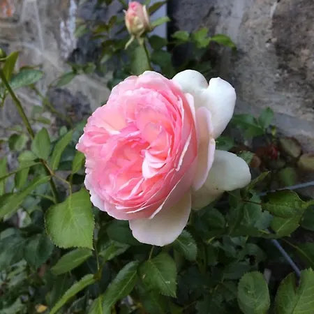 Chez Mary Elise *